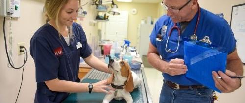 Student assisting in a veterinary practice